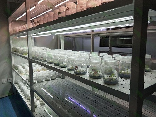 淮安植物组织培养实验室设计建设方案